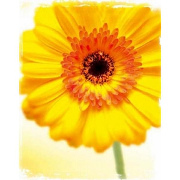 Gravura para Quadros Floral Grbera Amarela - Pr633 - 56x71 Cm