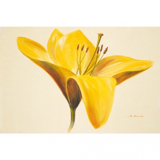 Gravura para Quadros Floral Hemerocale Amarela - 9905161 - 25x20cm