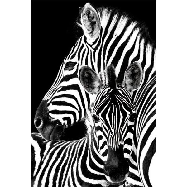 Poster para Quadros Famlia de Zebra 60x90 Cm