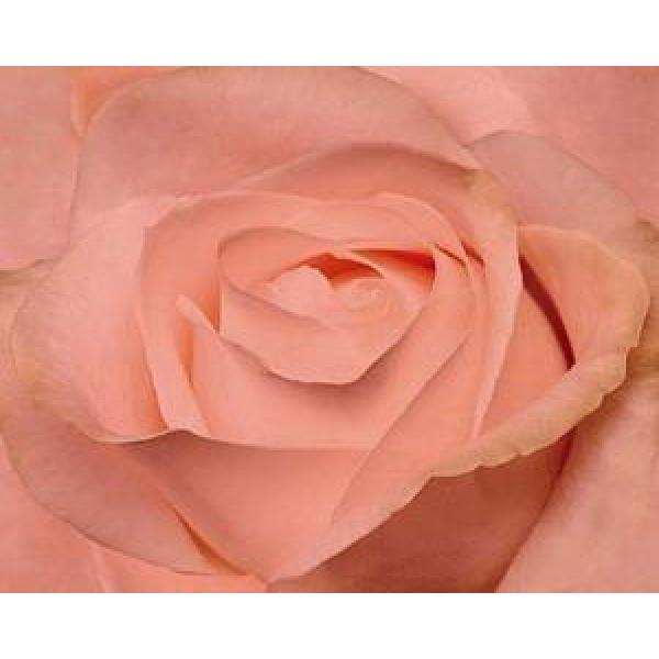 Gravura para Quadros Floral Rosa - G7027 - 50x40 Cm