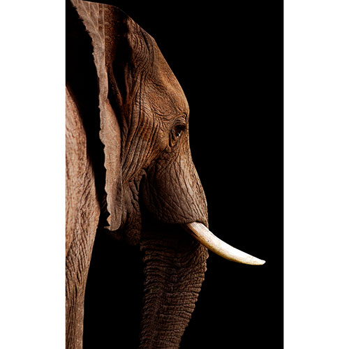 Tela para Quadro Fotografia Elefante Adulto - Afic18033