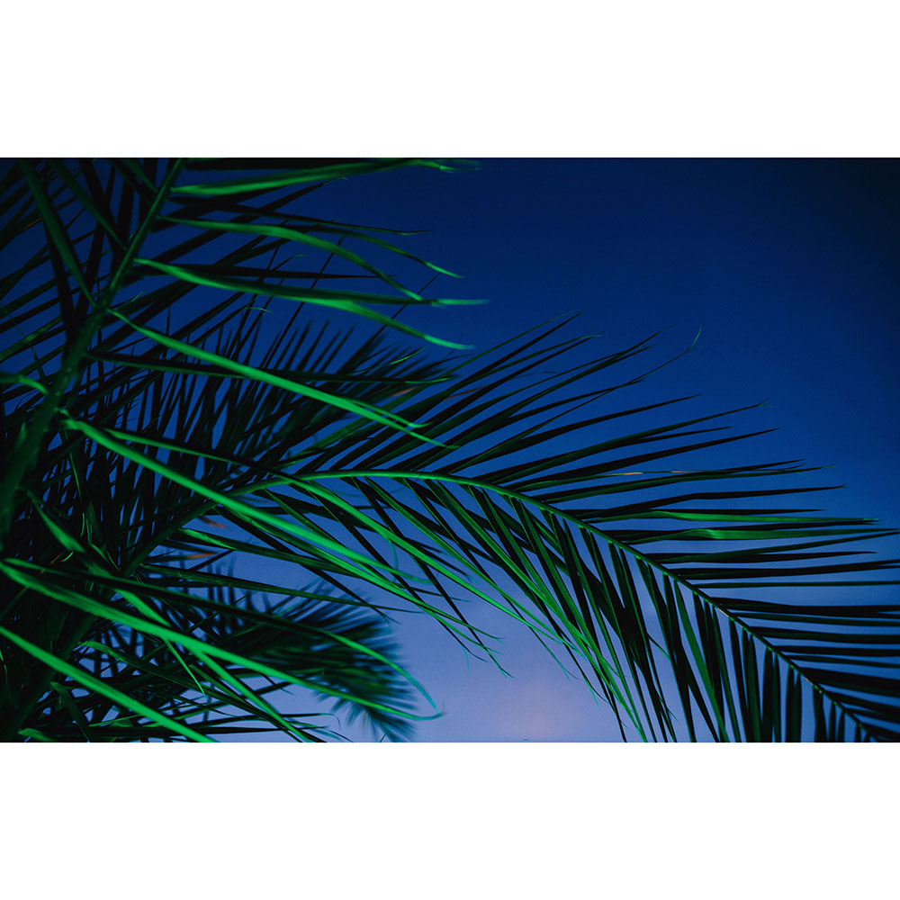 Tela para Quadros Folhas de Palmeira Céu Azul - Afic15934