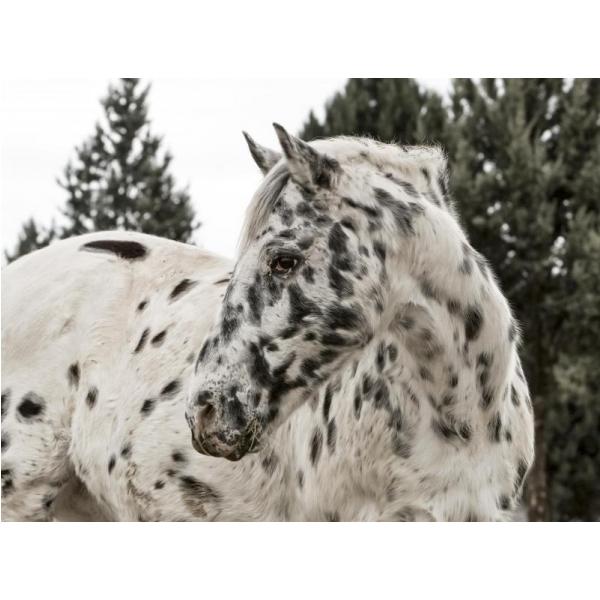 Gravura Impressa para Quadros Cavalo Branco com Manchas Negras - Afi696