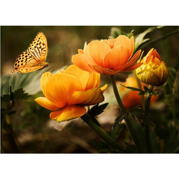 Gravura para Quadro Floral Belssimo Crisntemo Amarelo - Afi2122- 70x50 cm