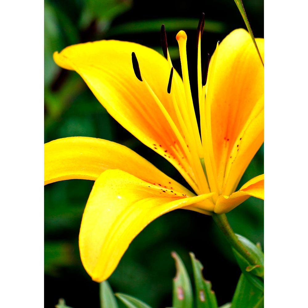Gravura para Quadros Floral Lrio Amarelo - Afi12608 - 60x80 Cm