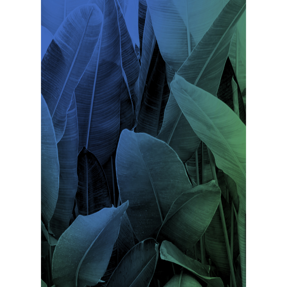 Tela para Quadros Folhas de Bananeiras Verdes - Afic11198