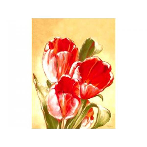 Gravura para Quadros Flor de Tulipa Mesclada - Cm2065 - 70x50 Cm