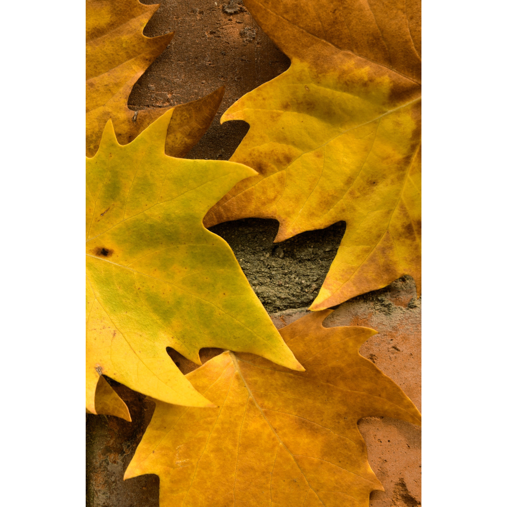 Tela para Quadros Folhas de Outono Amarela - Afic11186