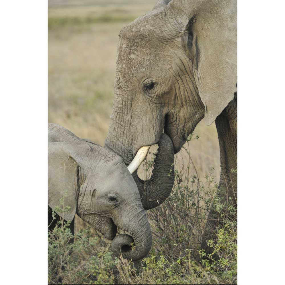 Tela para Quadros Maravilhoso Elefante e Seu Filhote - Afic644