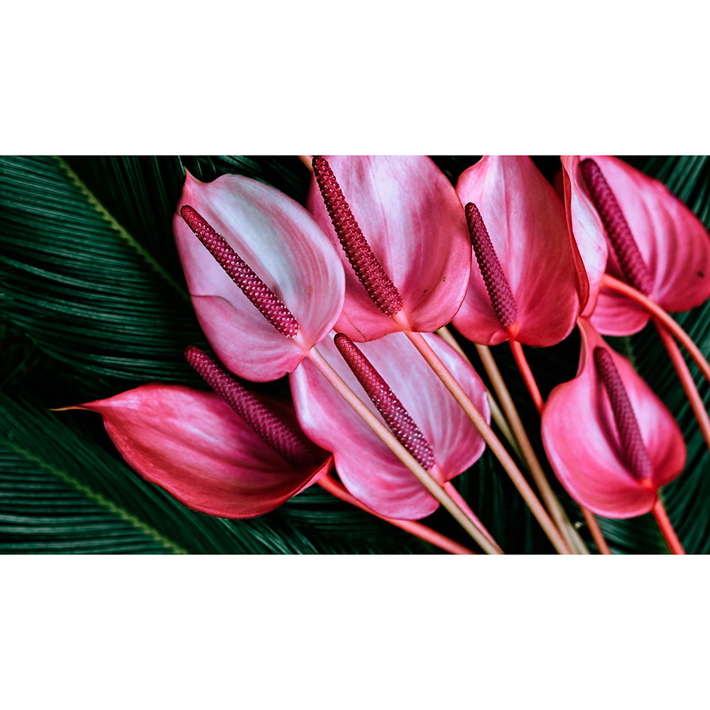 Tela para Quadros Buqu de Flores de Liro Pink - Afic13309