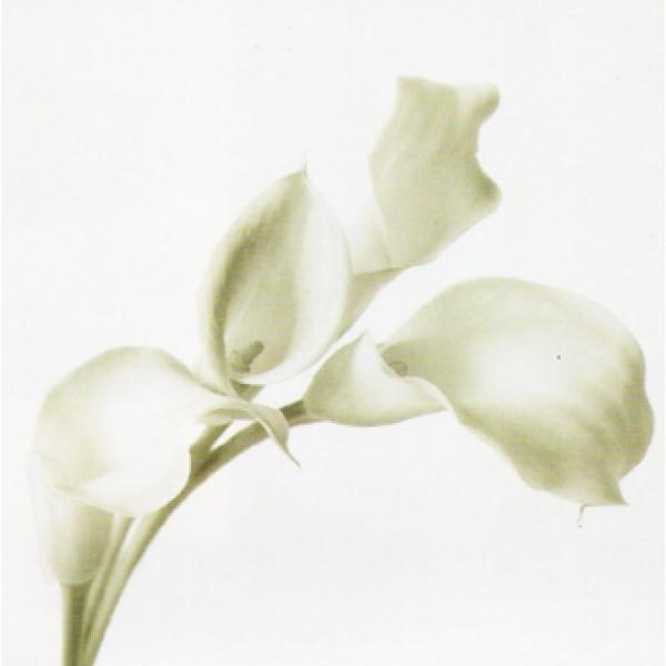 Gravura para Quadros Floral Buqu Copo-de-leite - Ti175 - 50x50cm