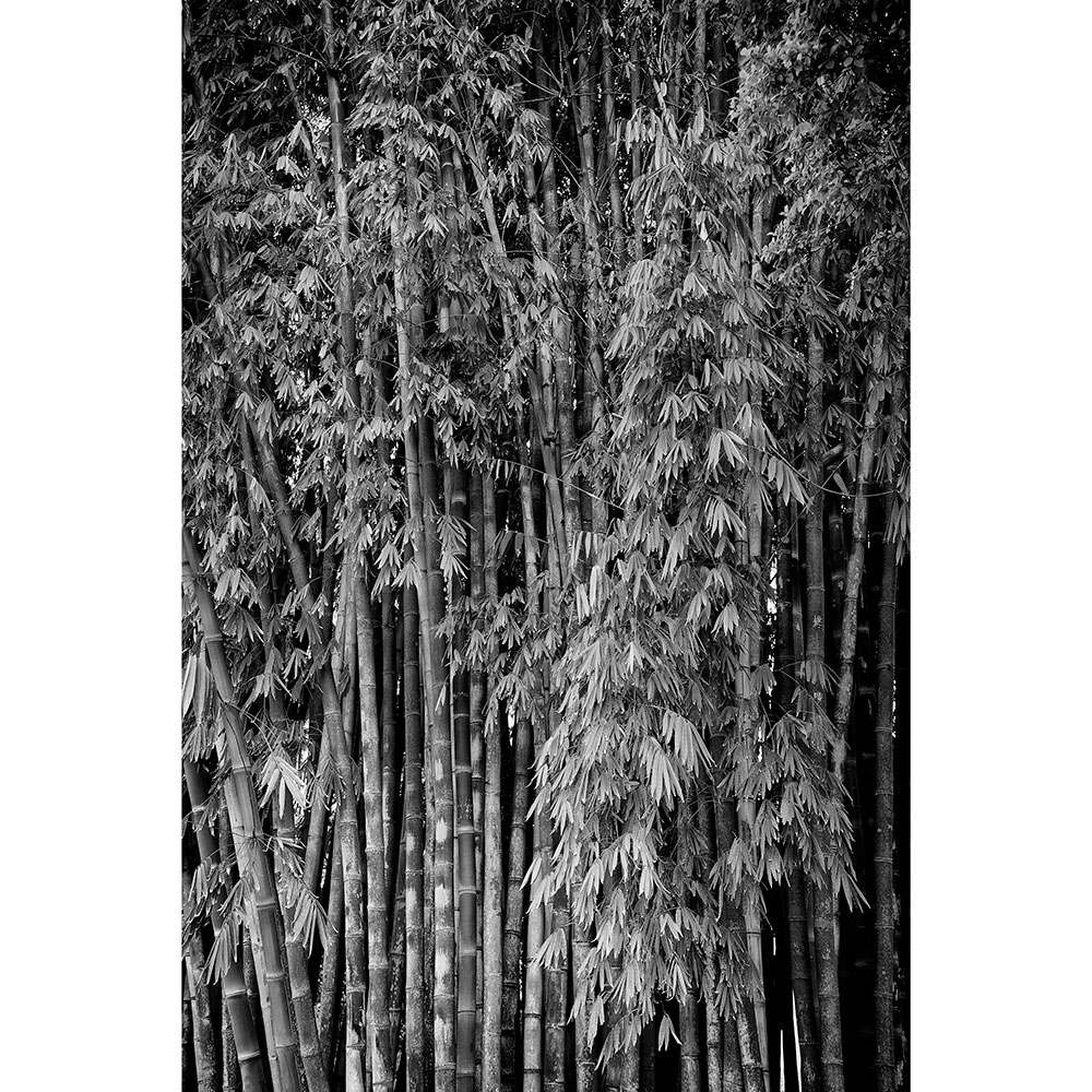 Tela para Quadros Árvores de Bambús Preto e Branco Por Dorival Moreira - Aficdm025