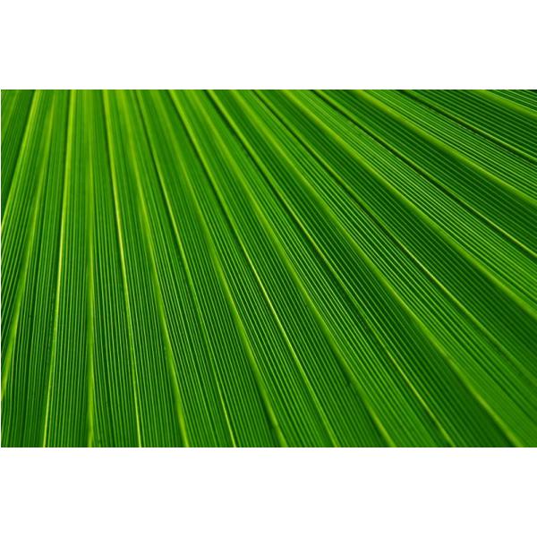 Gravura para Quadros Folhas de Palmeira - Afi2084