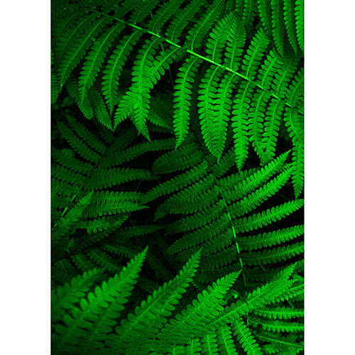 Tela para Quadros Decorativo Folhas de Samambaia Verde - Afic18904