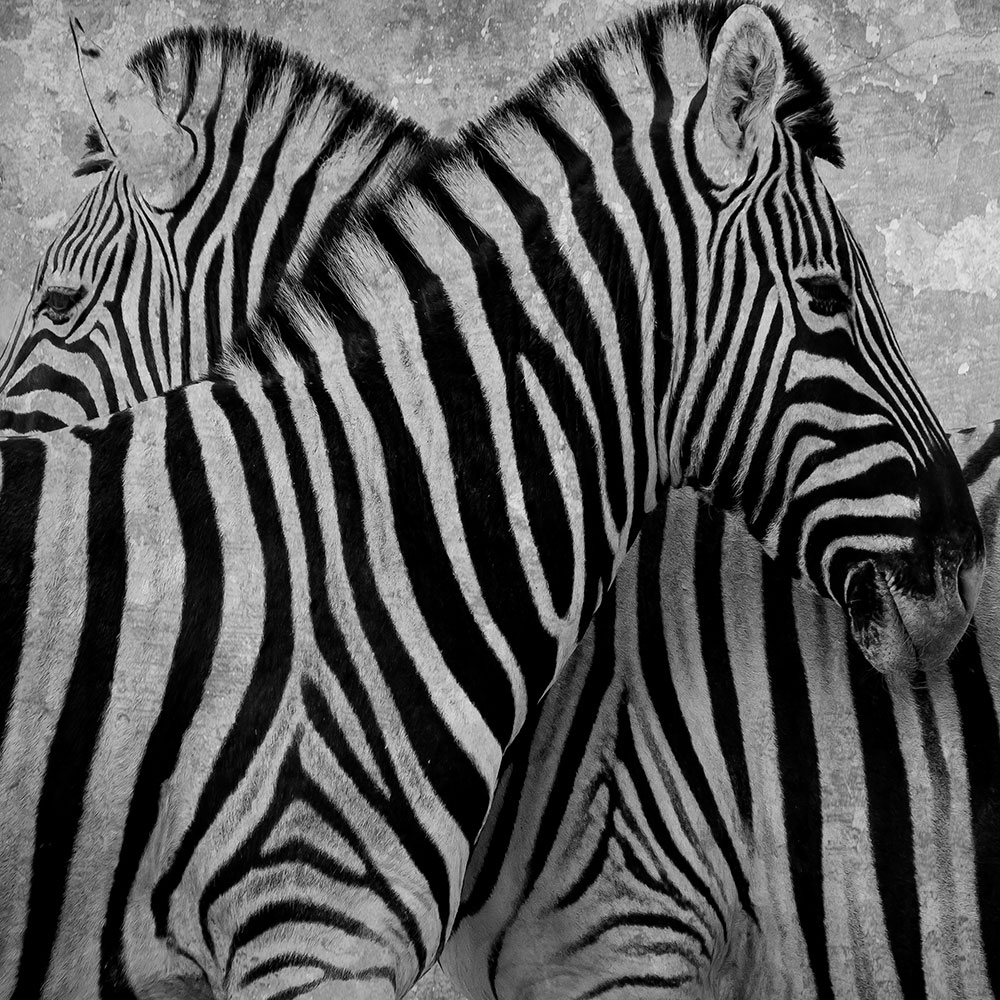 Gravura para Quadros Decorativo Zebras Listrada Preto e Branco - Afi16750