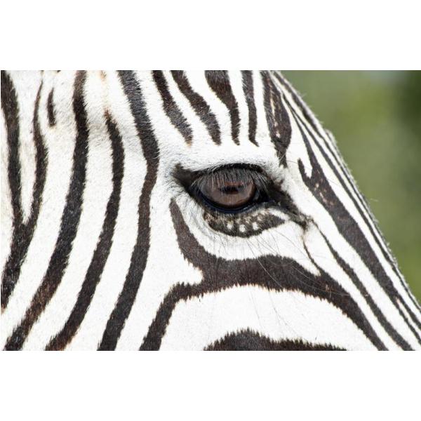 Impresso em Tela para Quadros Face Zebra Preto e Branco - Afic1723