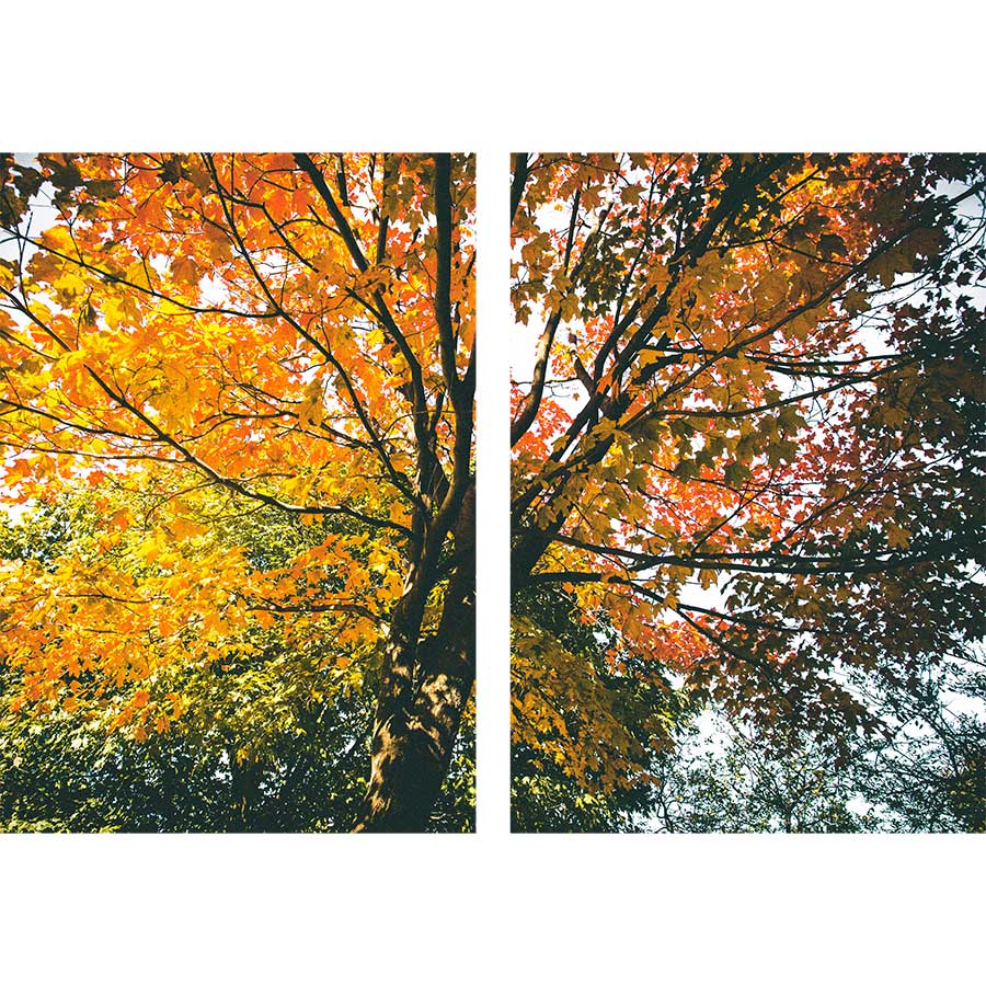 Gravura para Quadros Recortada Paisagem Árvores com Folhas Vermelha e Amarela - Afi16940a - 145x100 Cm
