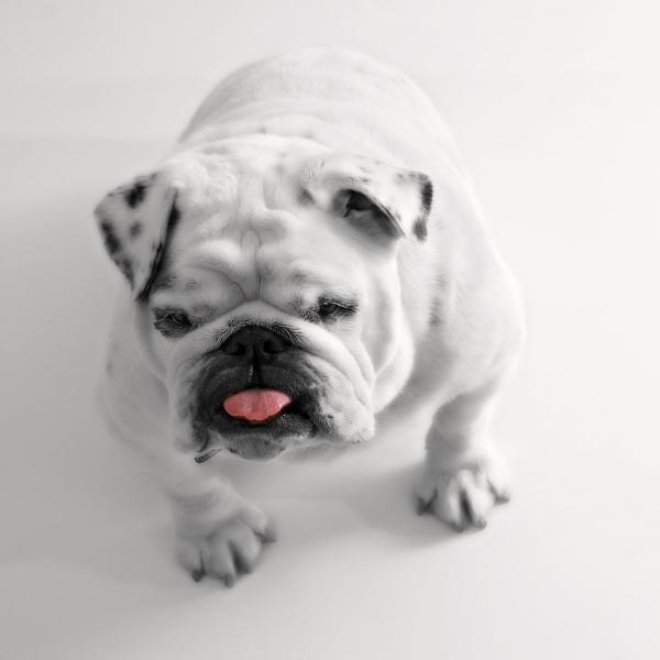 Gravura Impressa para Quadros Pet Bulldog Branco - Afi628 - 82x82 cm