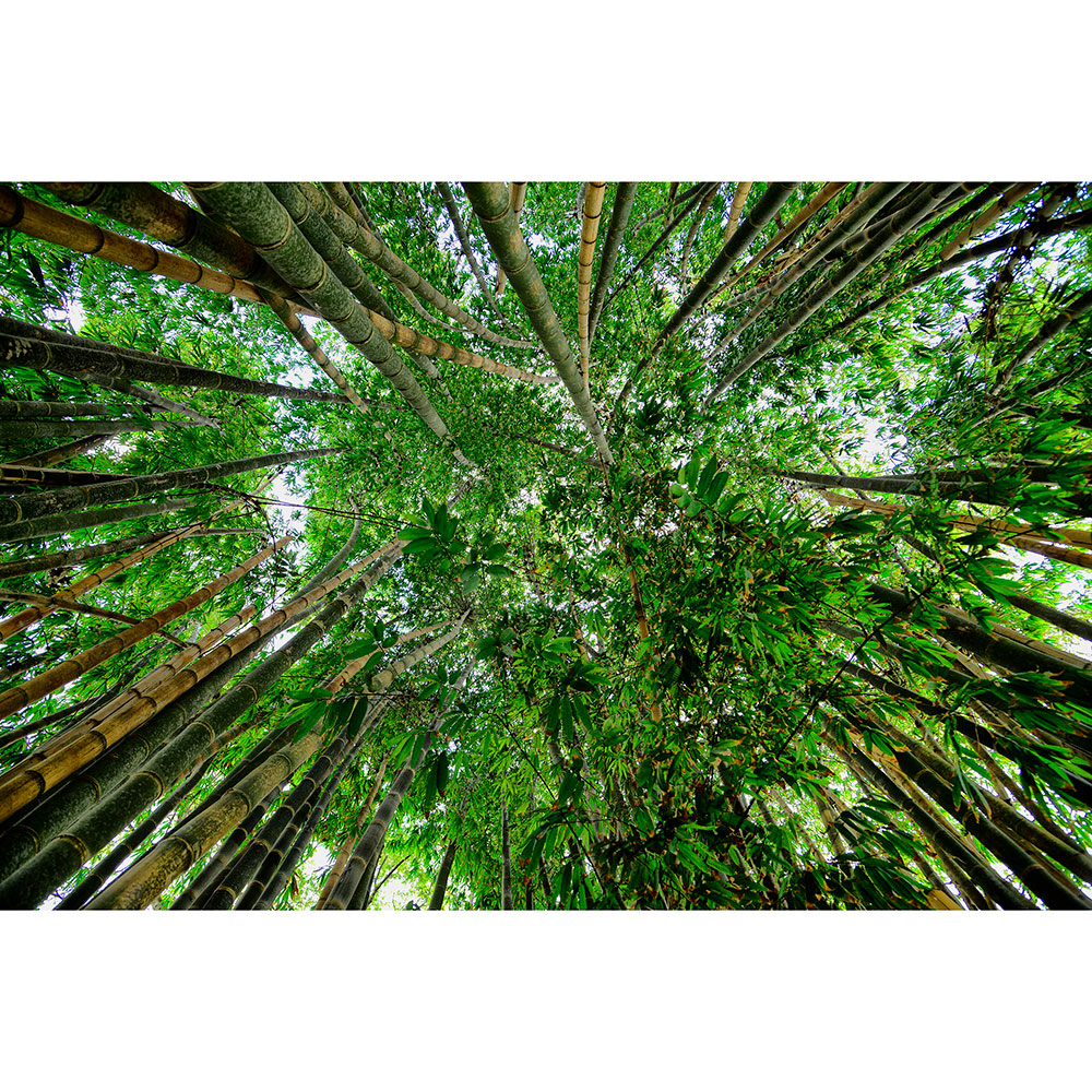 Gravura para Quadros Bambús Verdes Por Dorival Moreira - Afidm026
