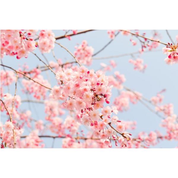 Gravura para Quadros Mini Flores Cor-de-rosa - Afi2148 - 80x55 cm