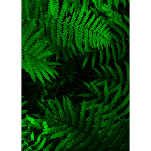 Gravura para Quadros Decorativo Folhas de Samambaia Verde I - Afi18905