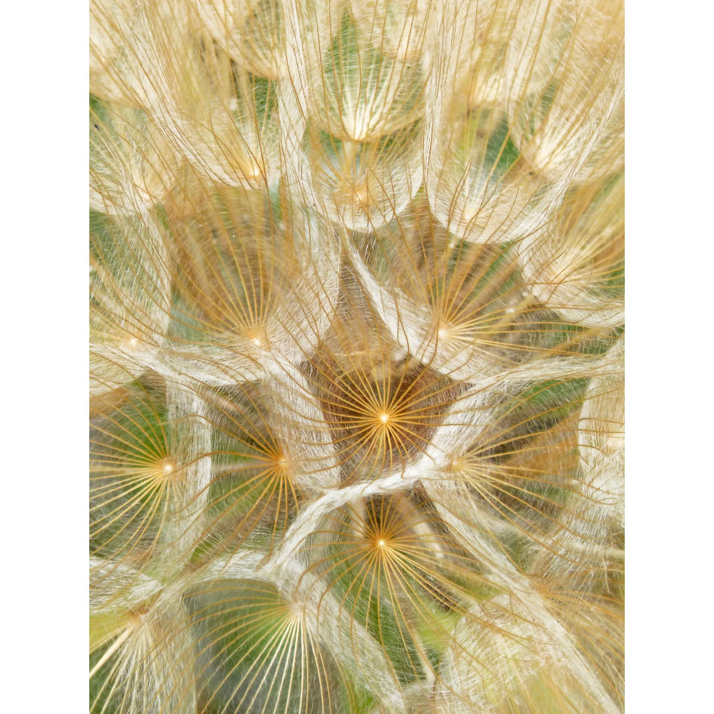 Tela para Quadros Floral Dente de Leo Dourada - Afic11785