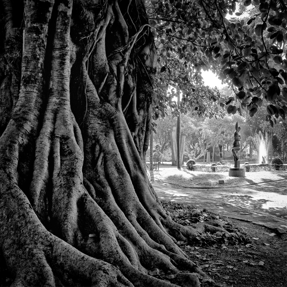 Tela para Quadros Árvore Raizes São Paulo Por Dorival Moreira I - Aficdm119