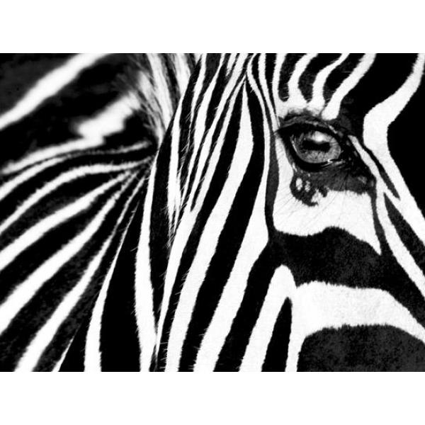 Gravura para Quadros Abstrata Zebra 80x60 Cm