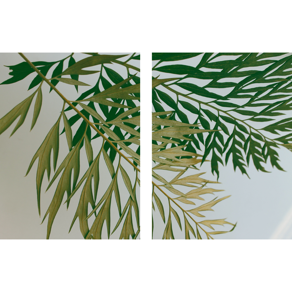 Gravura para Quadros Recortada Folhas de rvore Tipo Asas - Afi11496a - 125x80 Cm