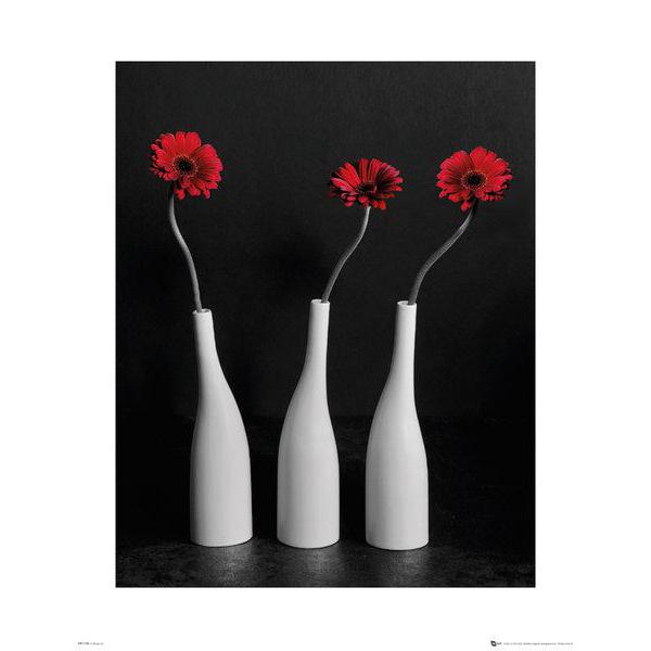 Gravura para Quadros Floral Grbera Vermelha - Mp1738 - 40x50 Cm