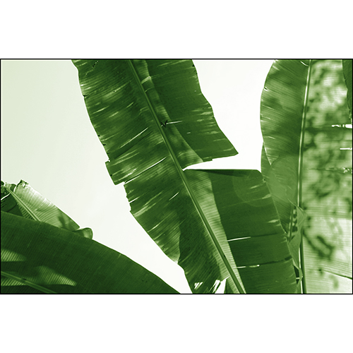 Tela para Quadros Folhas de Bananeira Verde - Afic18760