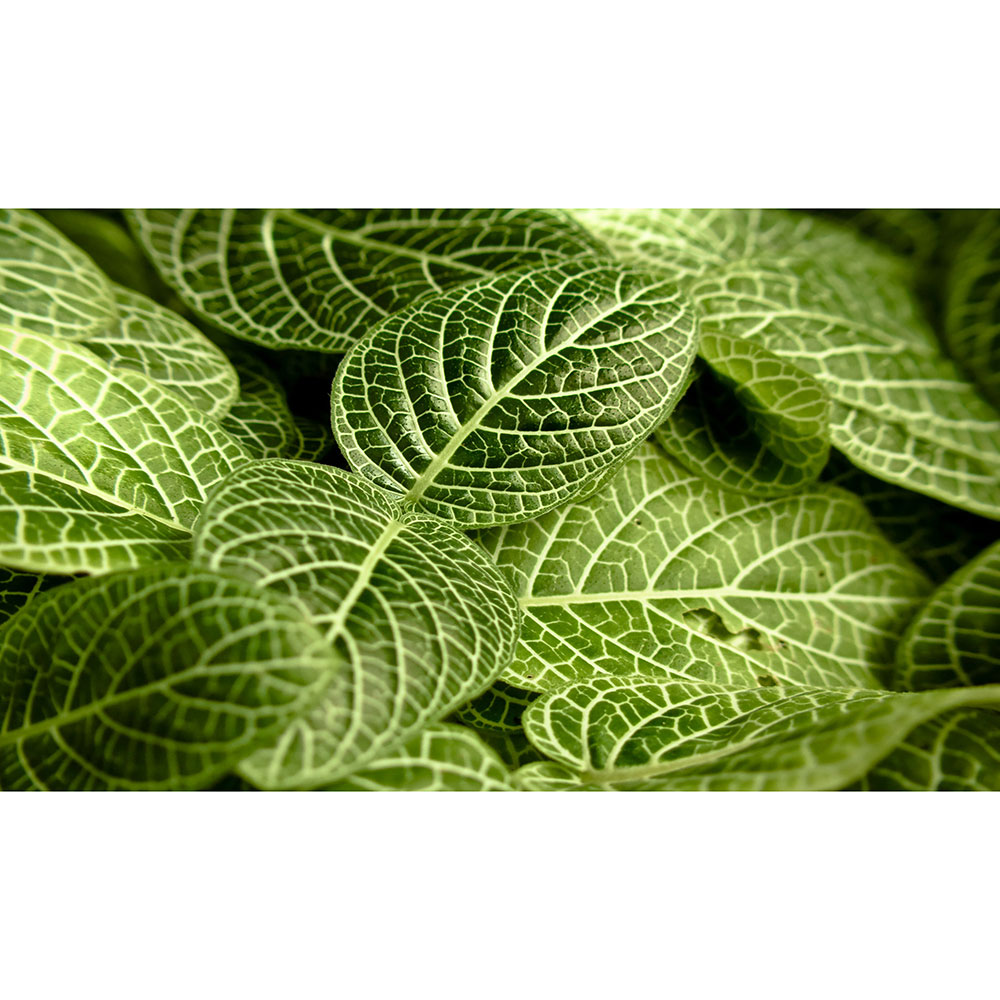 Gravura para Quadros Folhas de Verde Decorativas - Afi13421 - 120x70 Cm