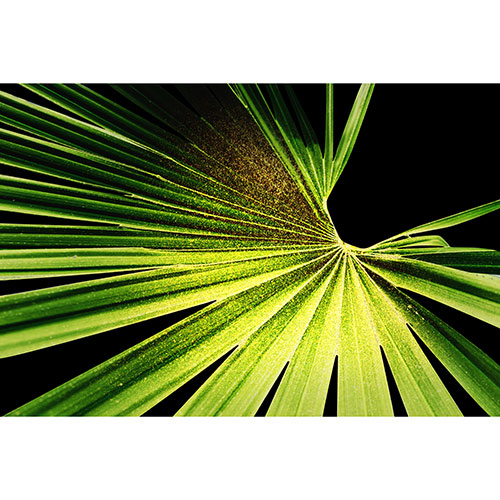 Tela para Quadros Decorativo Folha de Palmeira Verde Fundo Preto - Afic18907