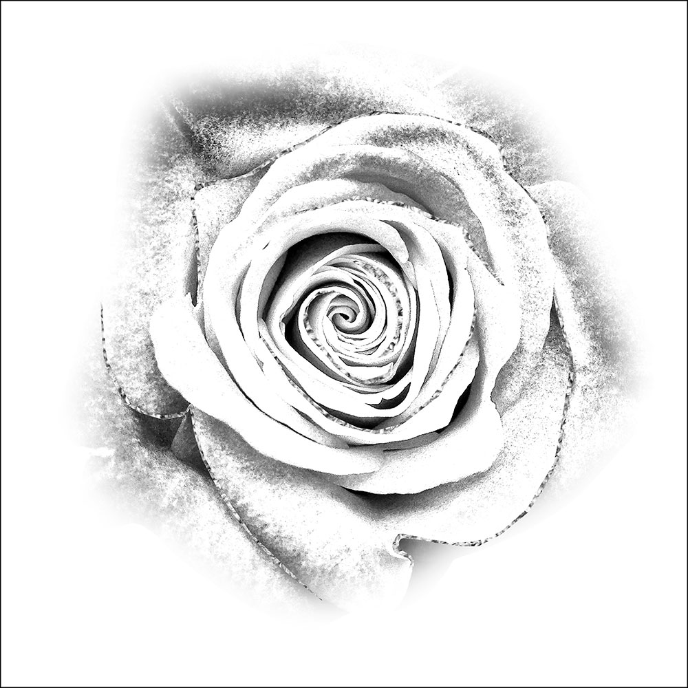Tela para Quadros Rosa de Jardim Preta e Branco Detalhes Sombreado - Afic16723