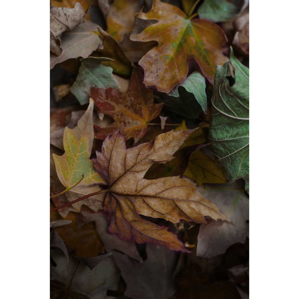 Tela para Quadros Decorativos Folhas de Outono I - Afic10001