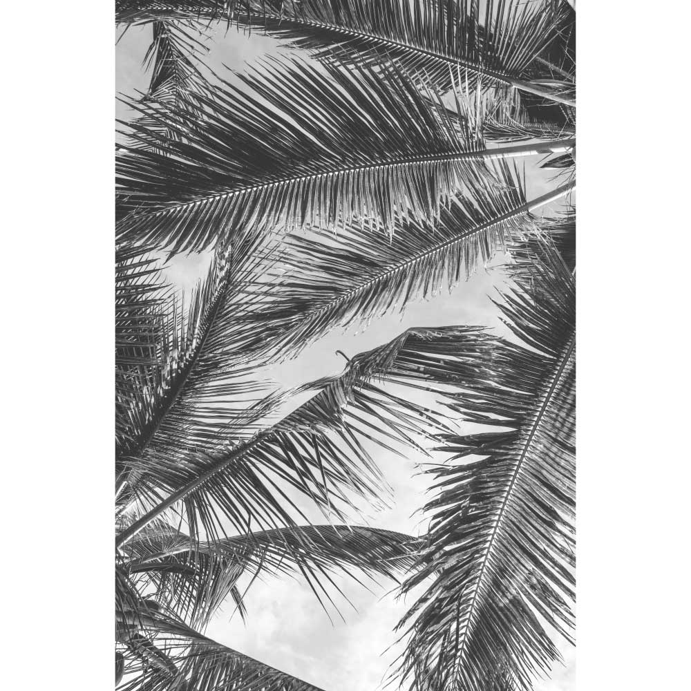 Tela para Quadros Painel rvores de Palmeira Real - Afic10256