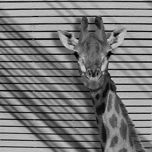 Gravura para Quadros Decorativo Retrato Girafa Tons Cinza - Afi19676