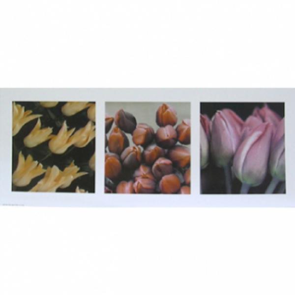Gravura para Quadros Placa Tulipa Humilis - Cam7006 - 50x20 Cm