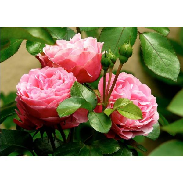 Gravura para Quadros Flores e Botes de Rosa - Afi5944