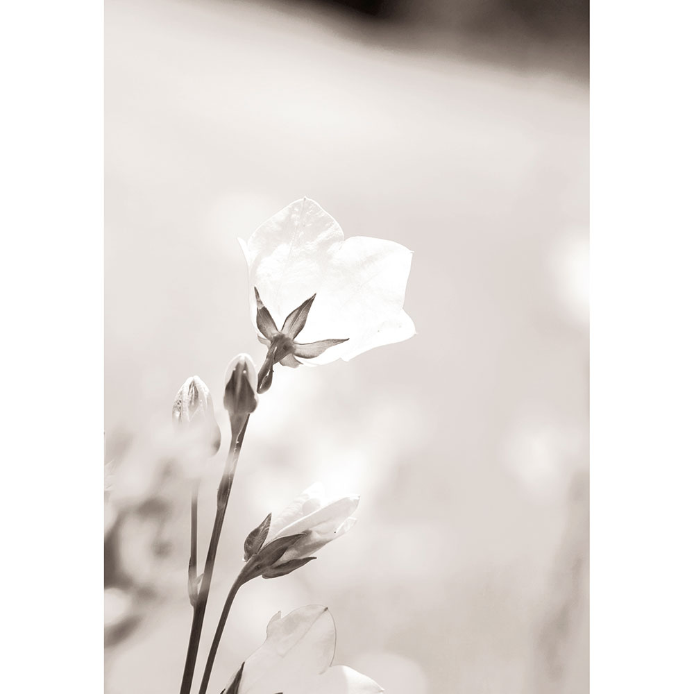Gravura para Quadros Silhueta Floral Branca I - Afi12797