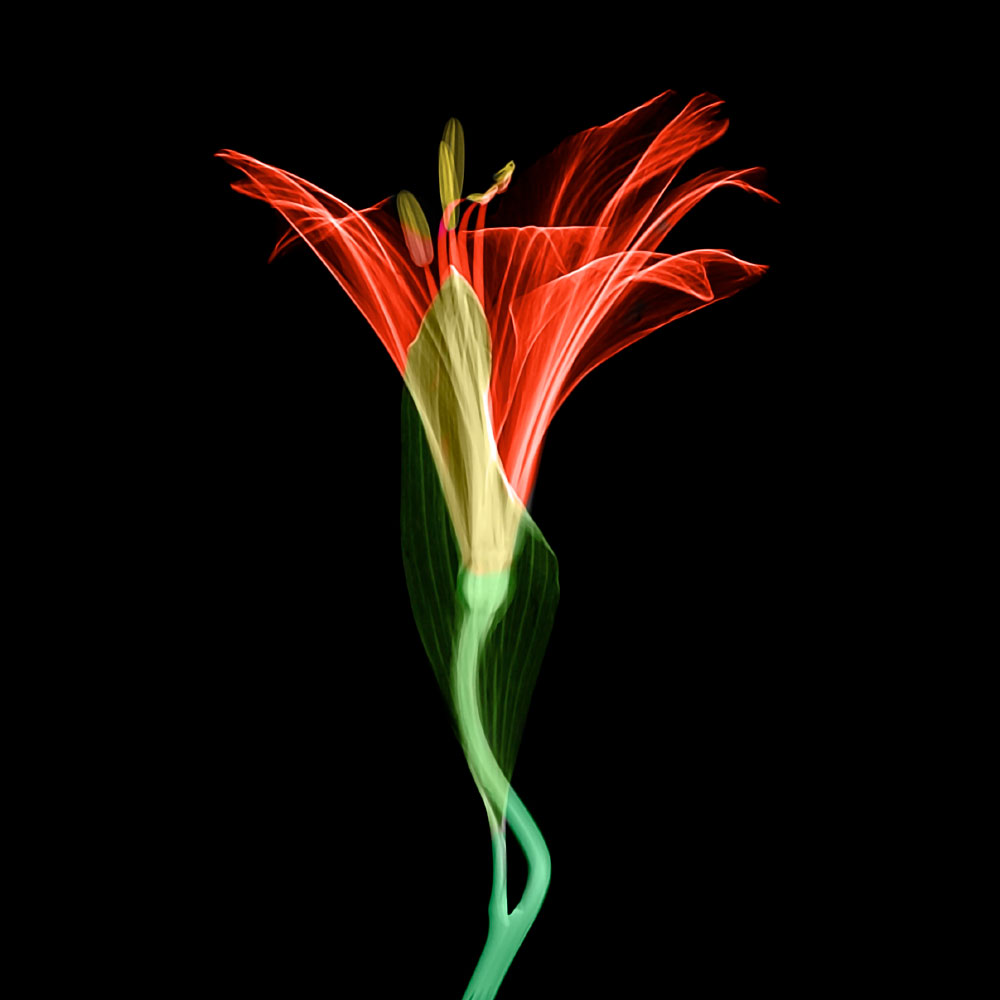 Gravura para Quadros Floral Lrio Transparente Vermelho - Afi12541