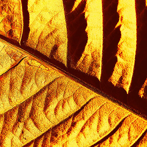 Tela para Quadros Folha Textura Das Veias Dourada - Afic18549