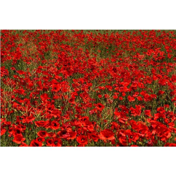 Impresso em Tela para Quadro Flores Vermelhas do Campo - Afic2165 - 65x45 Cm