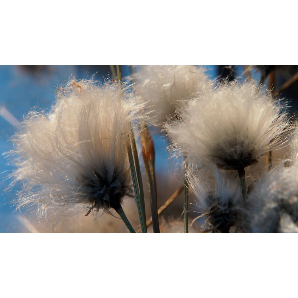 Tela para Quadros Floral Branca - Afic12550