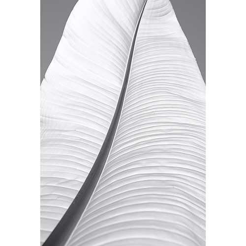 Tela para Quadros Folha de Bananeira Figurativa Preto e Branco - AfiC18396