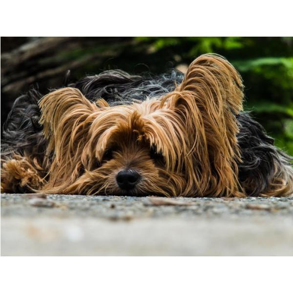 Impresso em Tela para Quadros Cachorro Yorkshire Terrier - Afic629