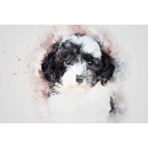 Gravura para Quadros Decorativo Face Poodle Fundo Abstrato - Afi7205