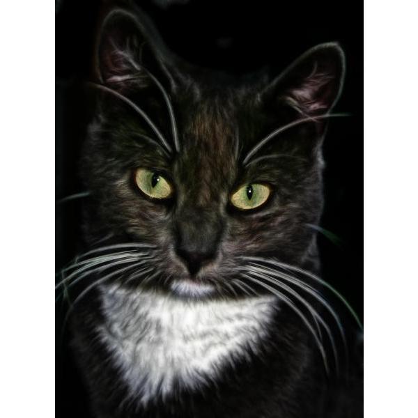 Impresso em Tela para Quadros Face do Pet Gato - Afic508 - 70x95 Cm