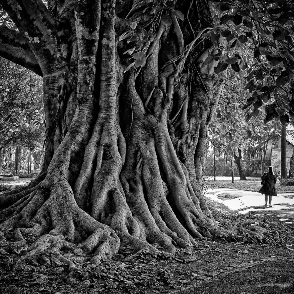 Gravura para Quadros Árvore Raizes Jardim São Paulo Por Dorival Moreira - Afidm121