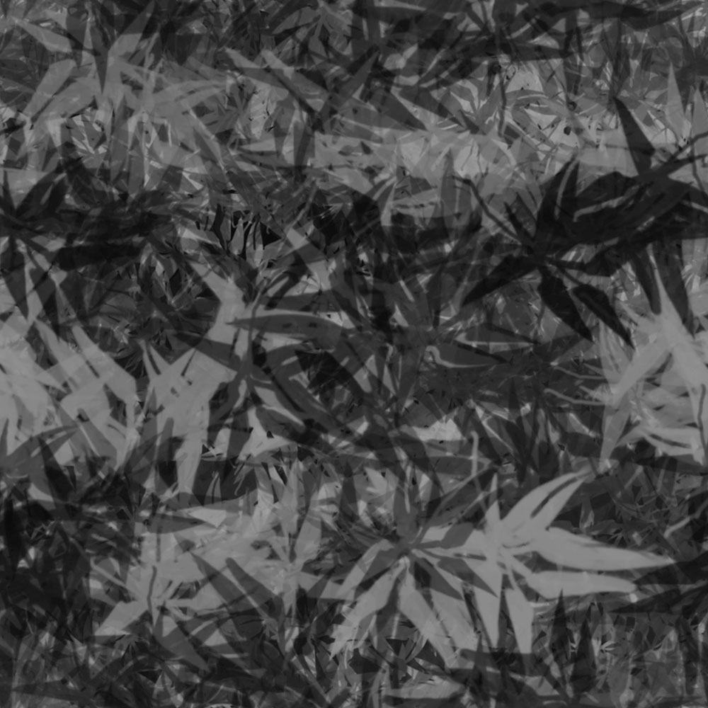 Gravura para Quadros Folhas de Bambu - Afi13527 - 100x100 Cm